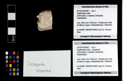 Foto (Objekt + Etikett) von Galatheidae indet.  (NHMW-GEO-2014-0194-0957)